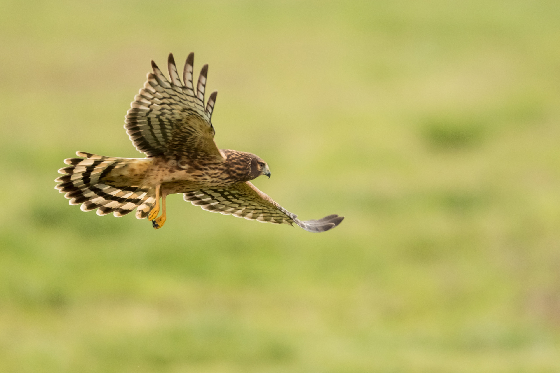 12-kornweihe-weibchenshutterstock_521562526