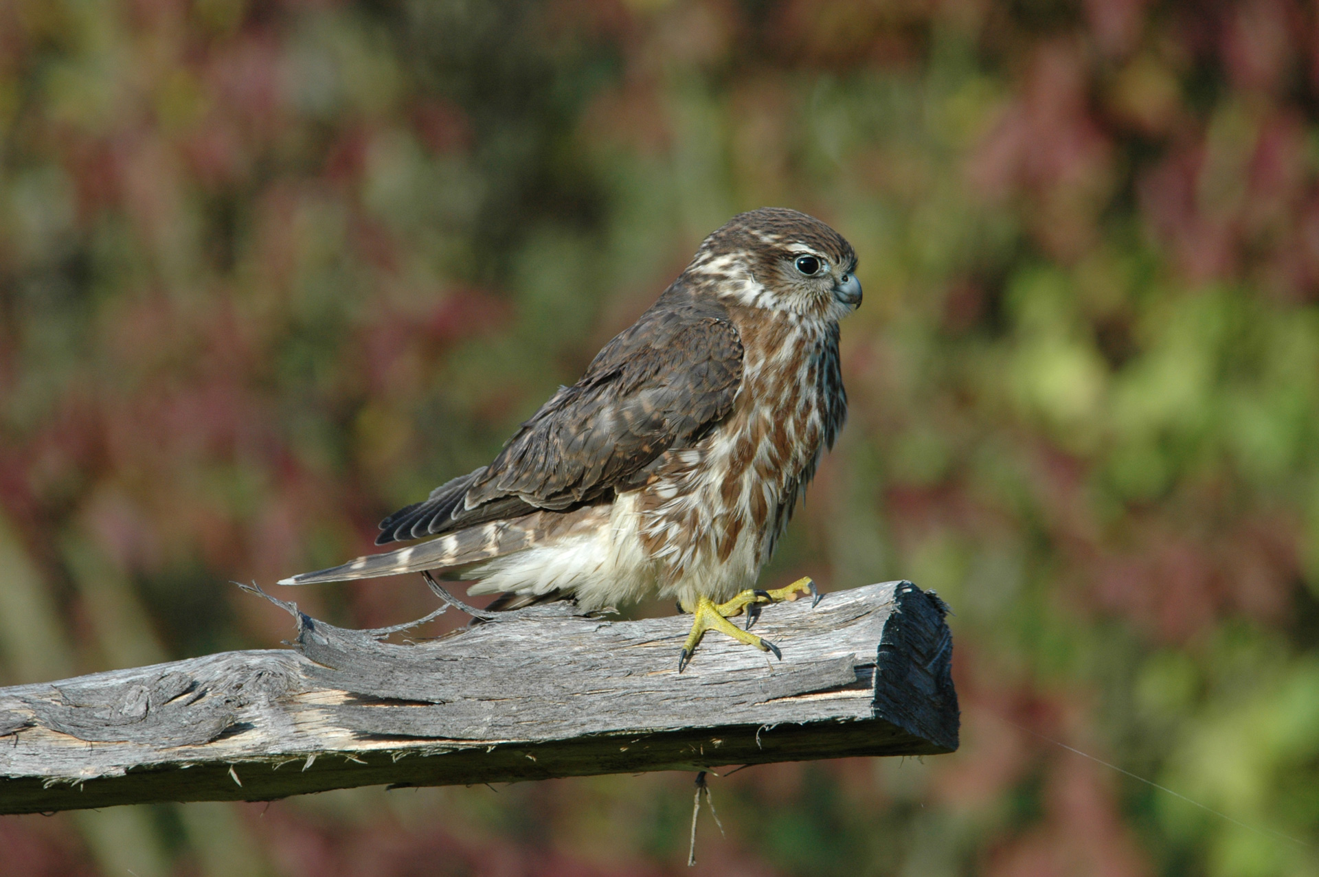 14-Merlin-10.10.2006-HvN-P