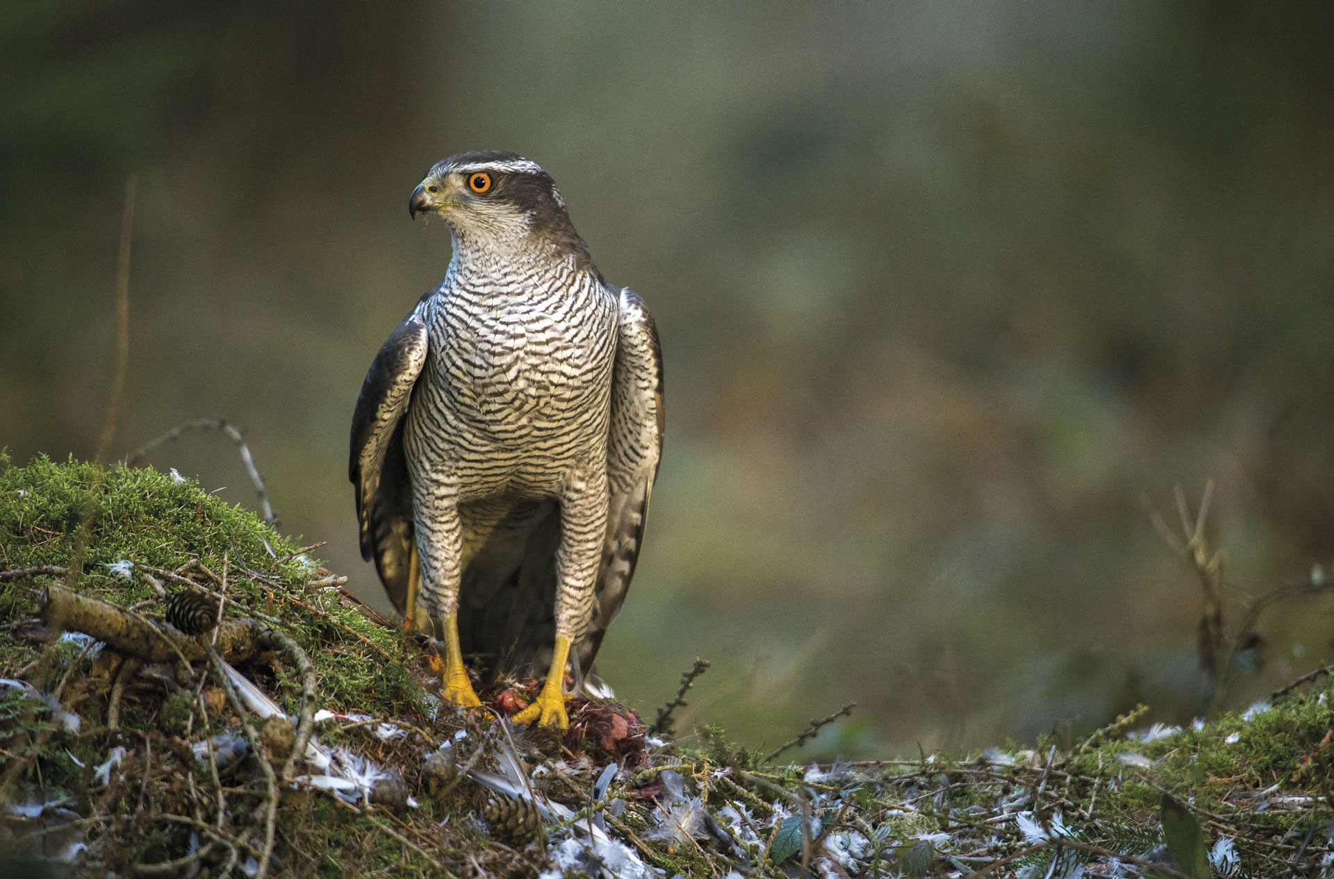 p47788 Pröhl fokus-natur 
