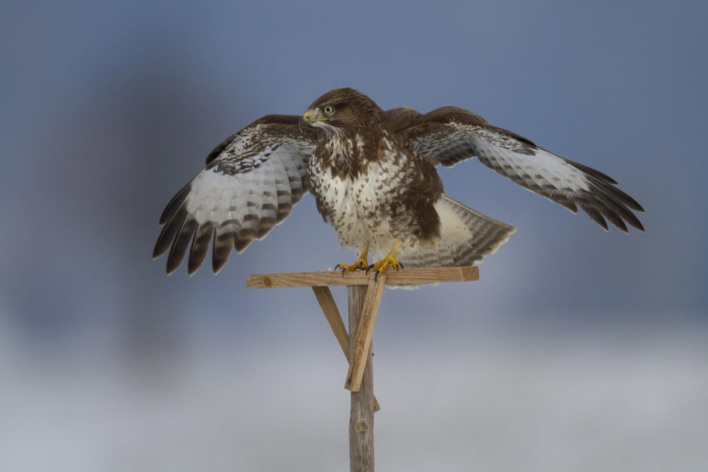 Buse variable sur un perchoir