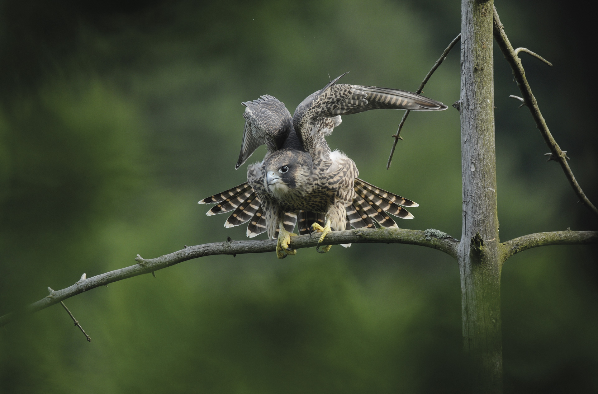1Wanderfalke R. Gloden (2) Kopie