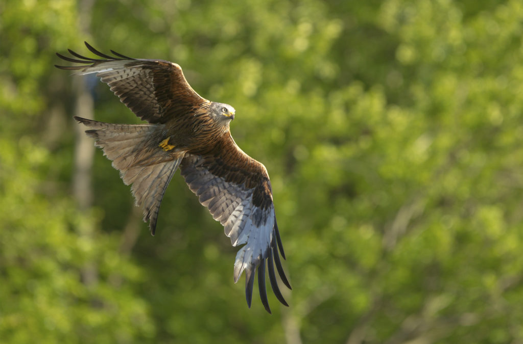p25278 Pröhl fokus-natur 