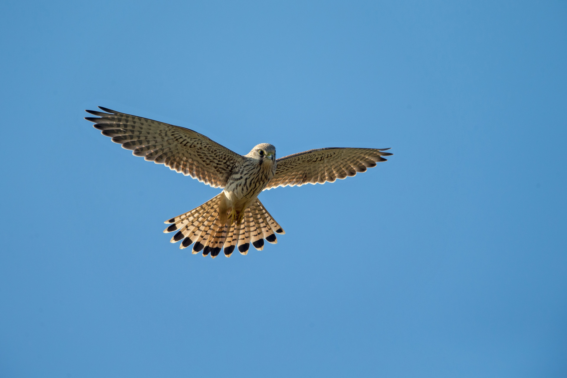 p43839 Pröhl fokus-natur