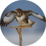 Buse variable