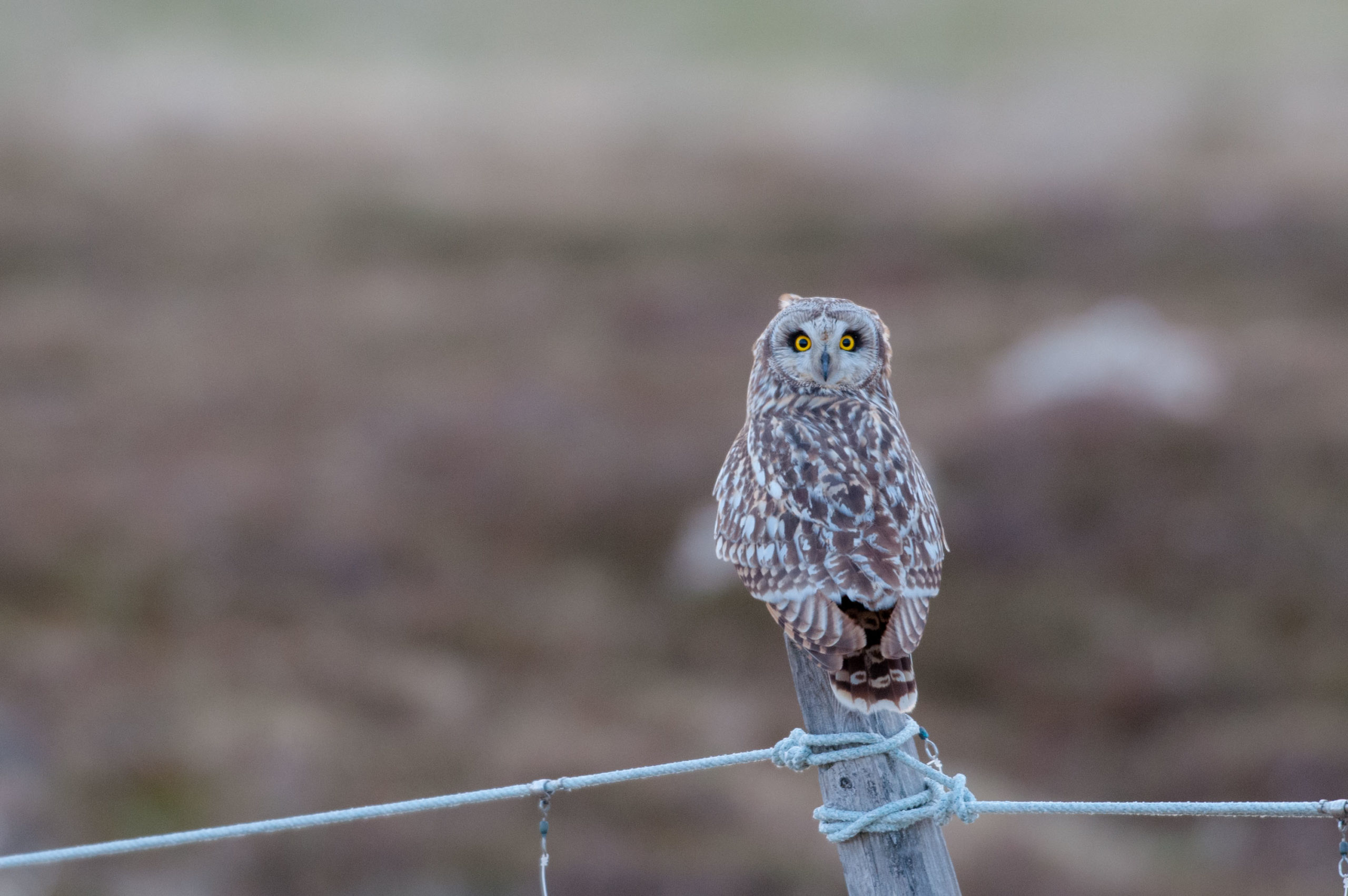 Hibou des marais