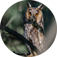 Hibou moyen-duc