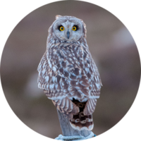 Hibou des marais