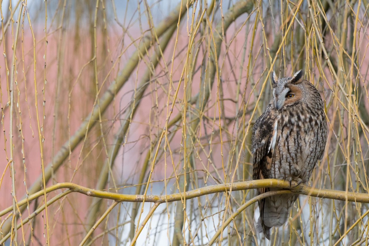 Hibou moyen-duc