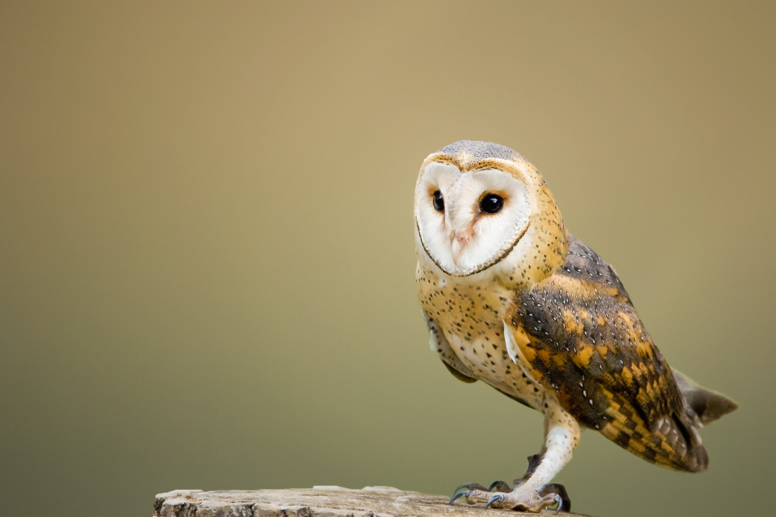 Photo by Jean van der Meulen from Pexels
